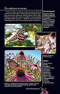 Butterflies. An Illustrated Guide